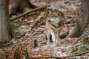 Μεσσηνία: Εμφάνιση αγέλης λύκων ύστερα από 100 χρόνια