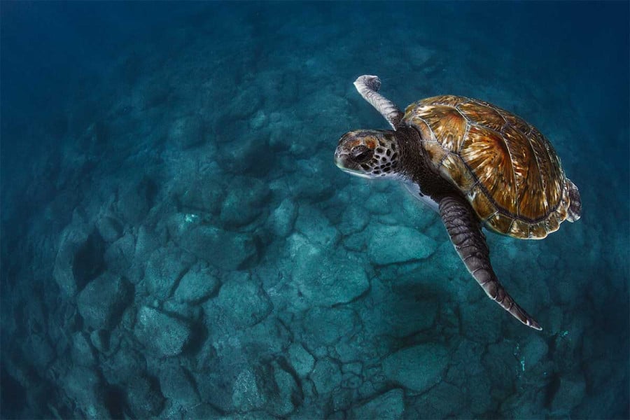 Χανιά: Πεντακόσια χελωνάκια Caretta Caretta υπολογίζεται ότι έφτασαν στη θάλασσα το 2024 από την Παχιά Άμμο