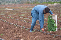 Τηλεοπτικό οδοιπορικό ΑΠΕ-ΜΠΕ στην Αργολίδα: Ζητούνται εργατικά χέρια