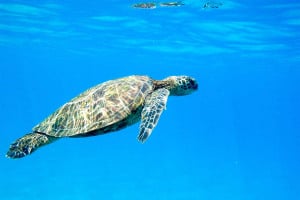 Μαζικοί θάνατοι: 400 θαλάσσιες χελώνες «Olive ridley» ξεβράστηκαν σε ακτή της Ινδίας