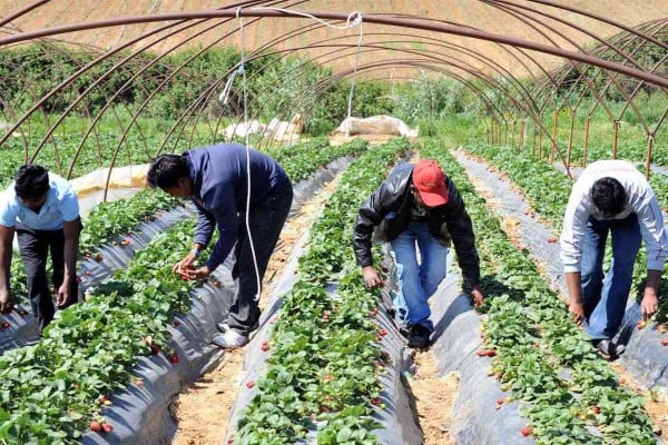 Ηλεία: Δυναμική εκκίνηση για την φράουλα με τον καιρό και τις τιμές σύμμαχο