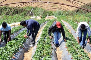 Ηλεία: Δυναμική εκκίνηση για την φράουλα με τον καιρό και τις τιμές σύμμαχο