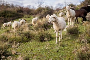 Αυξάνονται οι νέες εστίες ευλογιάς αιγοπροβάτων