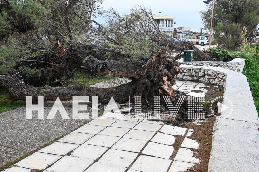 Ξεριζωμένα δέντρα και καταστροφές από την κακοκαιρία σε Κουρούτα και Παλούκι