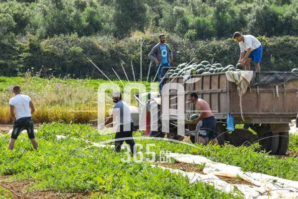 Ηλεία: Αυξάνεται το ενδιαφέρον για το καρπούζι – Σε σκέψεις οι καλαμποκοπαραγωγοί