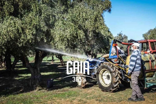 Συνεχίζεται η εφαρμογή του Προγράμματος Δακοκτονίας στην ΠΕ Ηλείας