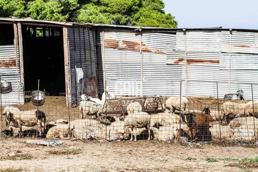 ΣΕΚ: Χωρίς τους κτηνοτρόφους η Επιτροπή Ειδικών για τη διαχείριση ζωονόσων