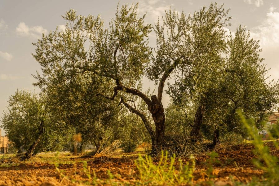 Πόσο να κλαδέψουμε την ελιά; Εδώ είναι η απάντηση του ειδικού