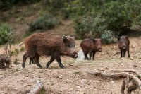 Αφρικανική πανώλη χοίρων: Εντοπίστηκαν νέα κρούσματα σε αγριόχοιρους