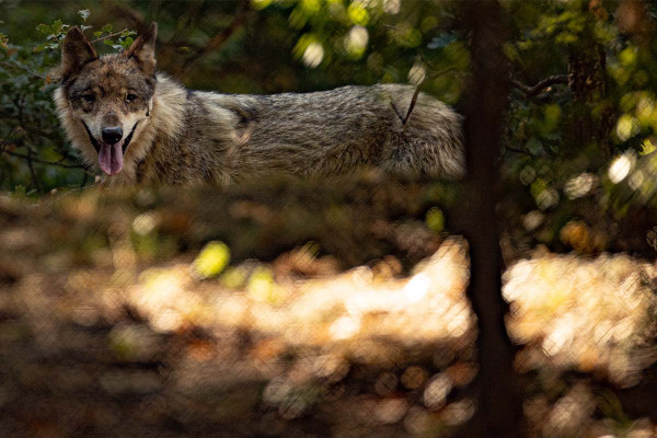 «Επιδρομές» λύκων στην Πάρνηθα, κατασπάραξαν ελάφι - Ανησυχία για την ασφάλεια των πεζοπόρων