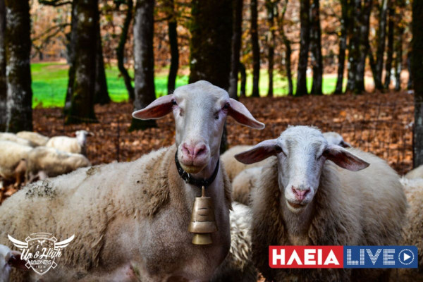 38 Αγρινιώτες καταδικάστηκαν για απάτη σε βάρος του ΟΠΕΚΕΠΕ για τα βοσκοτόπια στα Κύθηρα