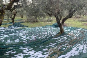 Μεσσηνία: Το χαλάζι ράβδισε τις ελιές σε Μεθώνη και Καινούργιο Χωριό - Ζημιές και σε αγροτικούς δρόμους