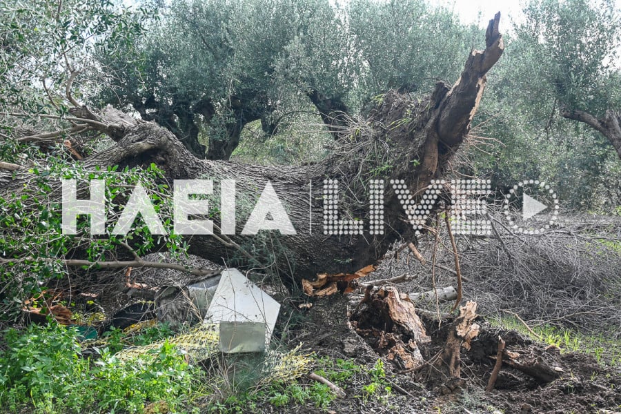 Αγ. Ηλία Πύργου: Ανεμοστρόβιλος ξήλωσε στέγες και ξερίζωσε ελιές