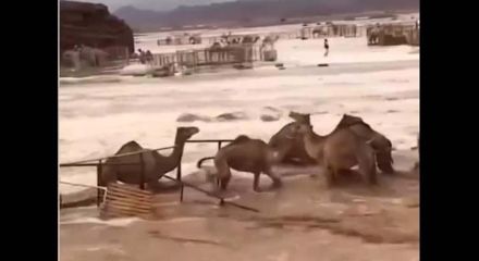 Πλημμύρες στη Σαουδική Αραβία: Καμήλες παρασύρονται στην έρημο από τα ορμητικά νερά