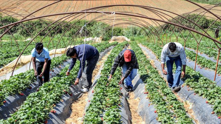 Κ. Αχαγιά: Αλλοδαπός συνελήφθη για παράνομη διακίνηση εργατών γης - Δρούσε σε Ηλεία και Αχαΐα