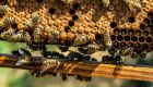 Mελισσοκομία: Προδημοσίευση της 1ης Πρόσκλησης – Προστασία των μελισσοσμηνών και ενίσχυση της βιοποικιλότητας