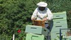 Ταχύρρυθμα προγράμματα μελισσοκομίας από τον ΕΛΓΟ-ΔΗΜΗΤΡΑ