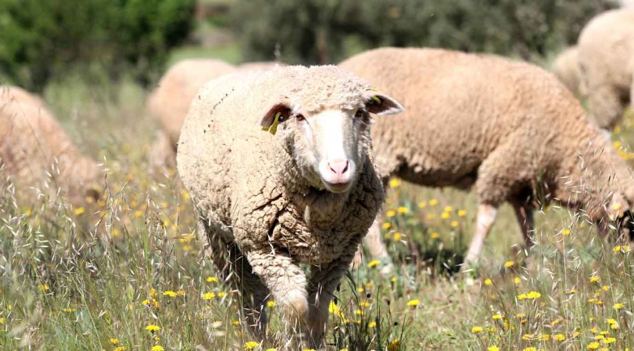 Ευλογιά προβάτων: Σε ποιες Περιφέρειες εφαρμόζονται νέα μέτρα και σε ποιες αίρονται